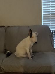 Rehoming English Bull Terriers