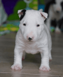 Bull terrier puppies available now.