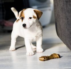 jack russell puppy for sale