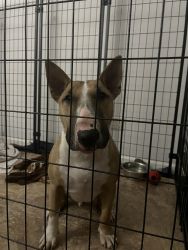 1 yr old Bull terrier for sale