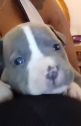 Blue Nose Pittbull 4 sale serious inquiries only!!!