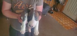 Akc registered bull terrier puppies from a showline very good puppies