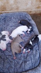 Full blooded blue pit puppies