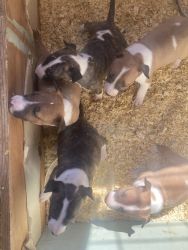 Bull terrier puppies needing a new home