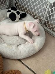 Cute Bull terrier puppies available