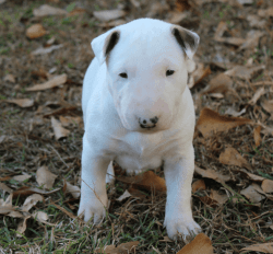 AKC Female Bull Terrier Puppy, Grand Champ Sire