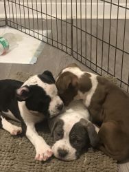 7 week old english bulldog/standard tri bully puppies