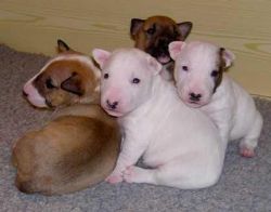 English Bull Terriers Accepting offers