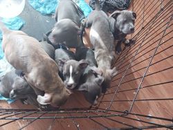 Blue nose blue fawn puppies