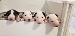 AKC Bull Terrier Puppies, Upcoming Litter May 2024