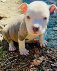 Blue nose pitbull