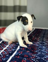 Charming Bull Terrier Puppies
