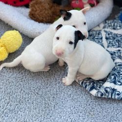 Bull Terrier Puppies Ready Now