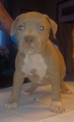 Bully puppies looking for a nice home