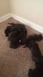 Puppies looking for a home