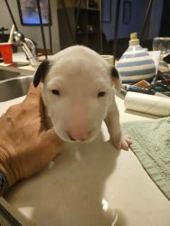 Bull Terriers in South Florida...!