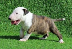 BULL TERRIERS PUPPIES