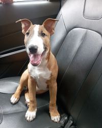 Male Bull terrier puppy for rehoming