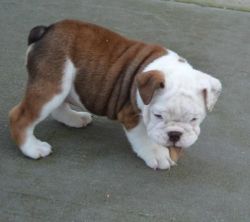 Bulldog available for adoption.(xxx) xxx-xxx9