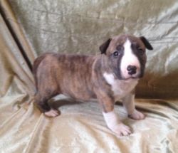 male and female bull terrier puppies for sale