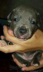 bull terrier pupies for sale