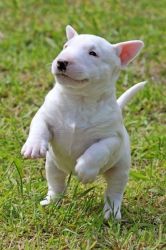 Knowlegeble Homes Only!!!english Bull Terrier Pups