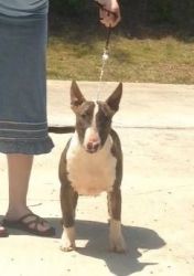 Spayed Akc 9-mo-old Female Bull Terrier