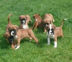 Beautiful Bull terrier puppies