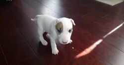 brown and white female Bull Terrier Puppy