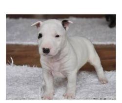 Akc Reg Bull-terrier Puppies Ready For Adoption