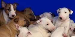 Gorgeous Bull Terrier puppies