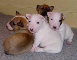 Cute Bull terrier Puppies Available