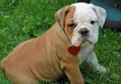 male and female Teacup bulldog puppies