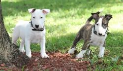 Absolutely stunning Bull Terrier male and female