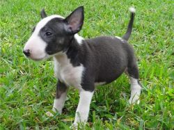 Very Active Bull Terrier Puppies For Good Homes