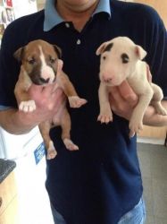 English Bull Terrier Puppies 1 Female 1 Male