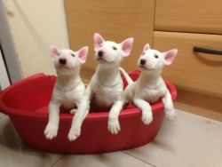 Show Quality English Bull Terrier Puppys