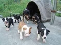 Bull Terrier available for adoption