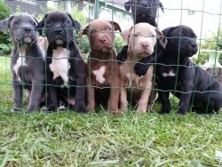Adorable minicher pitbull pupps looking for a home