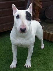 Bull Terrier puppies for home