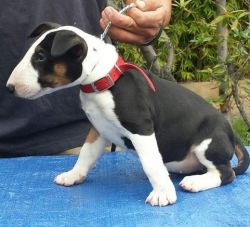 Niced Bull Terrier Puppies Ready