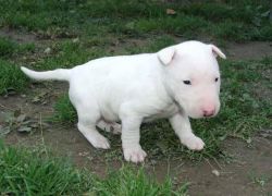 male and female Bull terrier puppies for adoption
