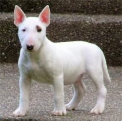 Bull Terrier puppies for sale