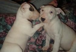bull terrier puppies for adoption!!