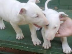Beautiful Bull Terrier Puppies for sale!
