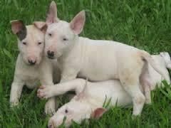 sweet bull terriers puppies