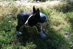 Male & Female Bull Terrier Puppies