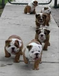 Male And Female English Bulldog Puppies For Good