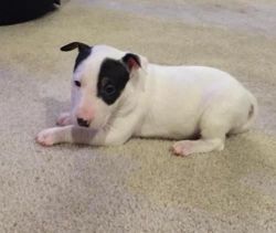 Well Trained Bull Terrier Puppies For Sale