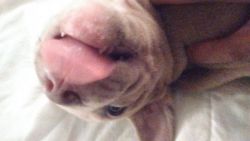 American Bull Terrior Pupps For Rehome Fee
